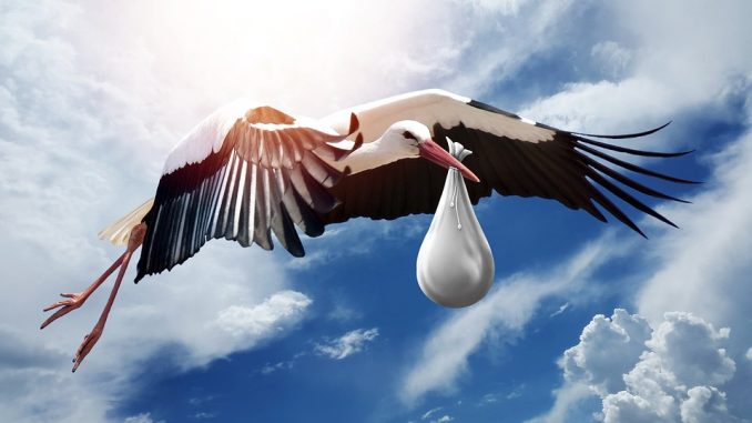 stork